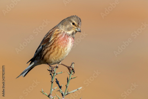 Common linnet male (carduelis cannabina) perched on a twig against a blurred natural background. Spain