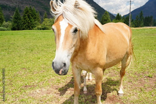 palomino horse. Avelignese. The Haflinger, a breed of horse developed in the South Tyrol region. portrait haflinger horse