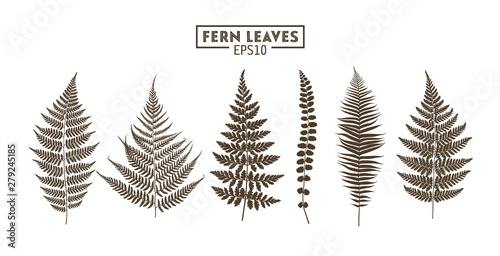 Set of fern leaves isolated on white background.