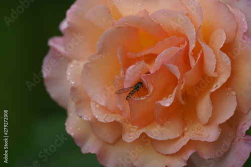 real wild roses attract real fast insects