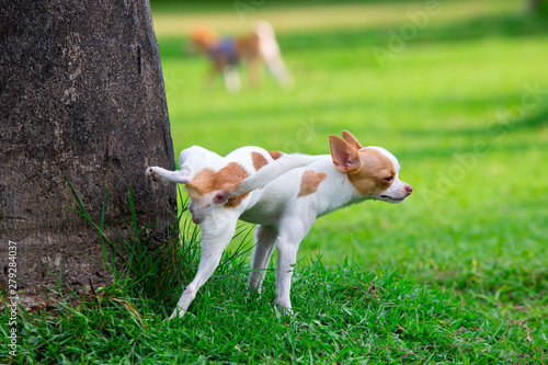 Cute small dog peeing on a tree in an park.