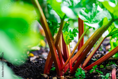 Rhubarb growing in the garden during spring