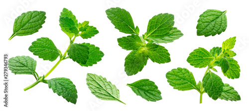 Melissa collection, lemon balm leaves isolated on white background