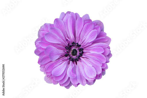Big purple flower isolated on white background