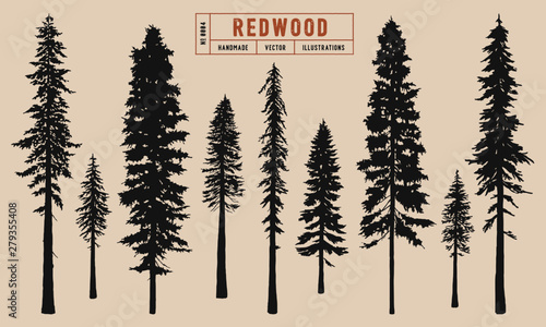Redwood tree silhouette vector illustration hand drawn 