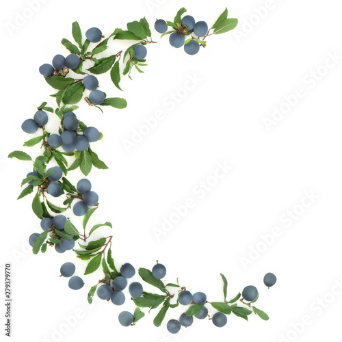 Sloe berry abstract border on white background with copy space. Also known as blackthorn.