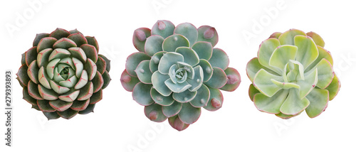 Top view of small potted cactus succulent plants, set of three various types of Echeveria succulents including Raindrops Echeveria (center) isolated on white background with clipping path.