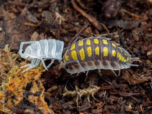 painted woodlouse, Porcellio haasi, high yellow color phase, molting its exoskeleton, from above