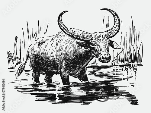 Endangered wild water buffalo bubalus arnee standing in waterhole among tall grasses. Illustration after antique engraving from early 20th century