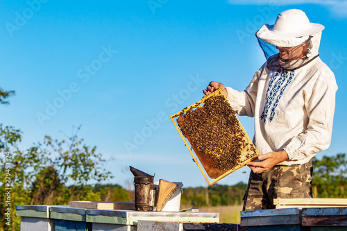 a beekeeper in protective clothing holds a frame with honeycombs for bees in the garden in the summer