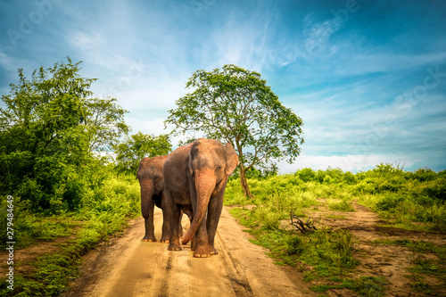 Big Asian elephants at Udawalawe National Park, Sri Lanka