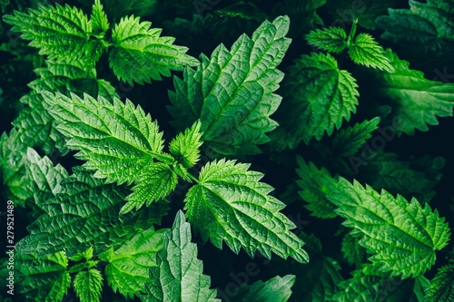 Stinging nettle leaves as background. Green texture of nettle.