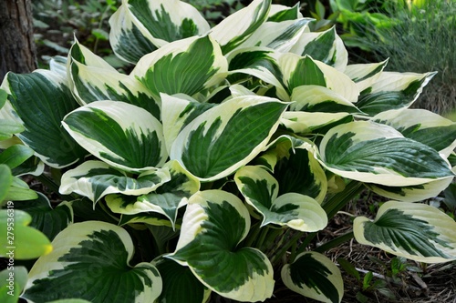 Amazing beauty hosta with green and white leaves in the garden close-up.