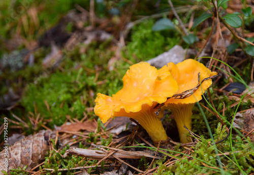 Wild golden chanterelle mushrooms in the forest. Photo taken in Sweden