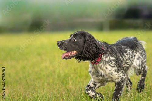 Proud Young proud english springer spaniel hunting dog on a meadow