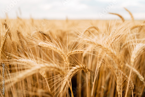 Yellow wheat grain ready for harvest in farm field