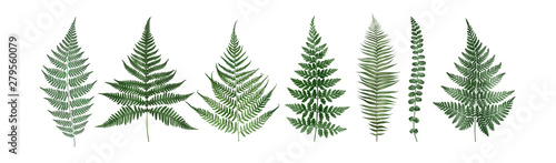 Set of fern leaves isolated on white. Watercolor botanical illustration.