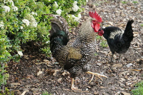 gallos parque la paloma