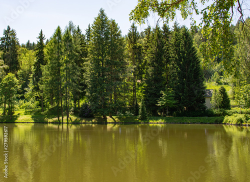 idyllic forest lake in the summer