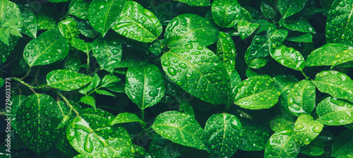 Nature green leaves with raindrop background texture