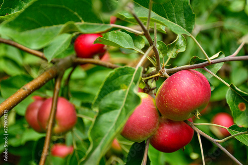 Czerwone jabłka na drzewie w ogrodzie