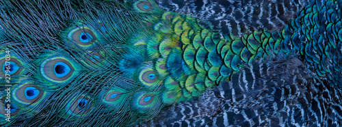 Blue peacock feathers in closeup