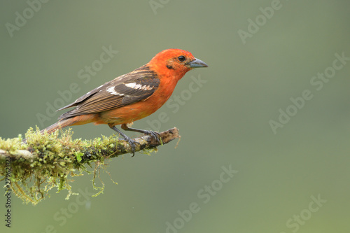 Flame-colored tanager sitting on branch