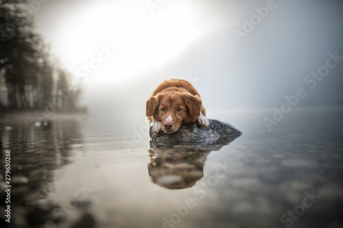 Nova Scotia Duck Tolling Retriever is lying on a rock in a lake. Beautiful dog in amazing landscape.