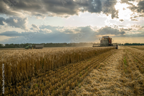harvester removes wheat field on the background of the sunset cloudy sky