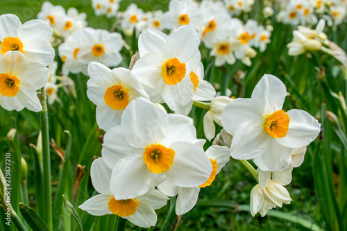 Many white narcissus