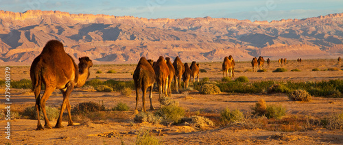 Dromedarios, Desierto del sur de Tunez, Africa