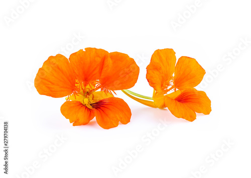 Nasturtium orange flowers. Tropaeolum majus isolated on whit