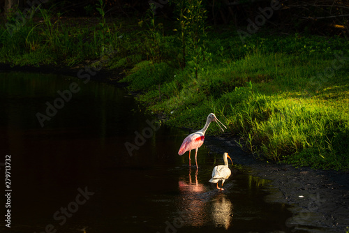 High view Pink and White Birds Walking Together in water , Audubon