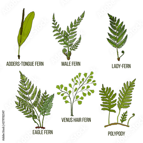 Forest fern set. Vector illustration