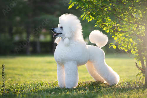 Portrait of White Big Royal Poodle Dog