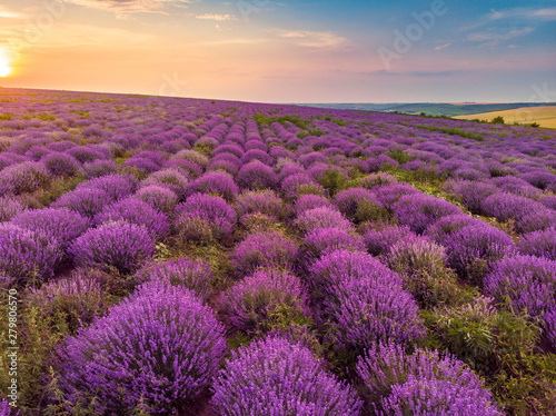 Beautiful image of lavender field Summer sunset landscape. Aerial drone.