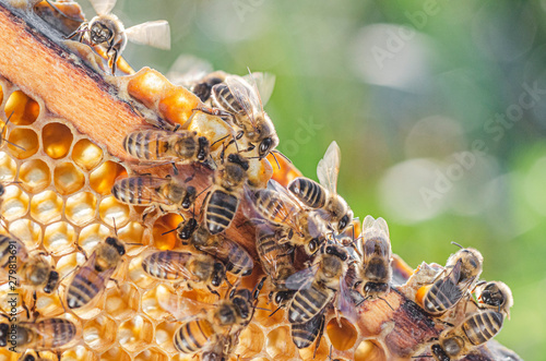 honey bees on honeycomb in apiary in summertime 