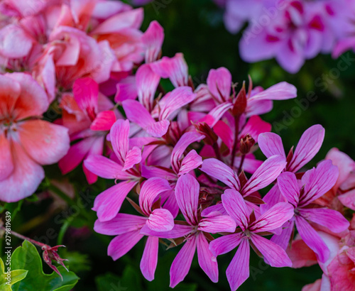 Sofy close-up of beautiful bright pink blooming Geranium flowers (Geraniums pink flowers). Summer flower landscape, fresh wallpaper and nature background concept