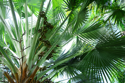 the palmetto trees and fruits with light of the sun at public park city in the morning