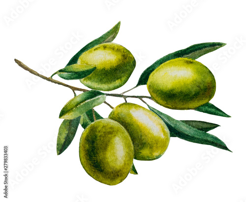 A branch of olives on a white background. Isolate