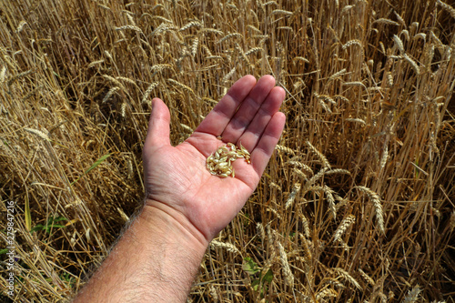 Farmers hand checking the maturity of grain