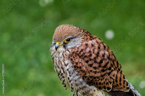 a kestrel perched on his innkeeper surrounded by grass