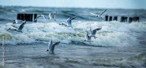 Lot ptaków nad morzem