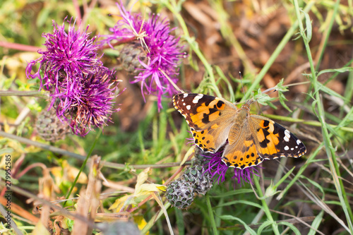 Painted lady butterfly sits on blooming purple thistle flower closeup top view, Vanessa cardui eating nectar on summer blossom field macro, beautiful bright orange butterfly on spring meadow sunny day