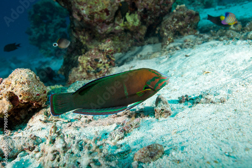 Coris cuvieri, African coris, African wrasse, False clownwrasse