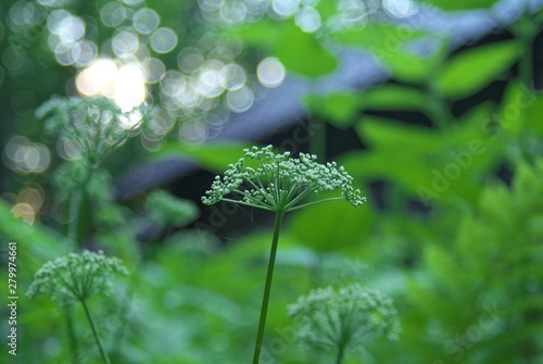 flowers of Sium latifolium in the forest in the evening , Russia..