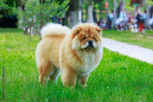 The dog breed chow chow