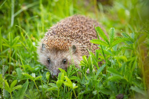 Cute common hedgehog on green grass in spring or summer forest during dawn. Young beautiful hedgehog in natural habitat outdoors in the nature.