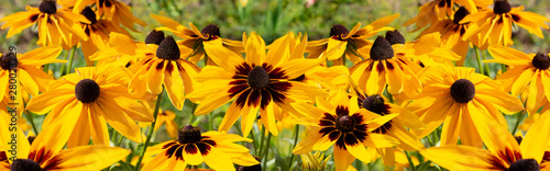 Black-eyed Susan Rudbeckia hirta yellow flower, banner background wallpaper. Decorative beautiful garden flowers, large panorama
