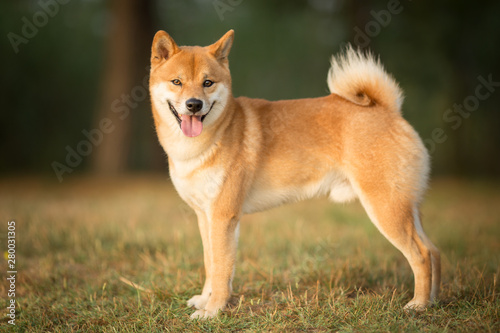 Shiba Inu dog